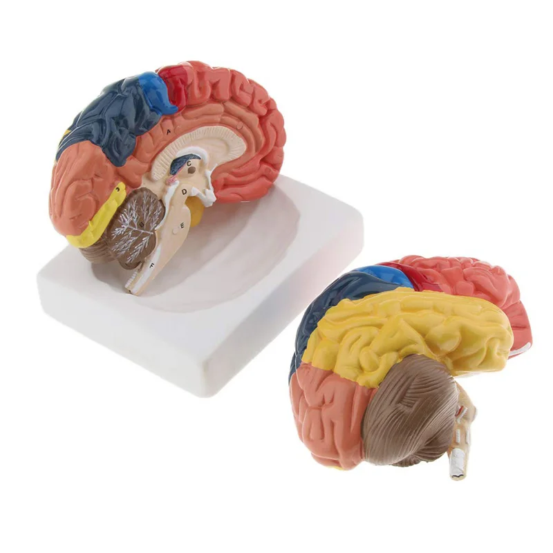 Medical Lab Science - 실물 크기 해부학 인간 뇌 모델,