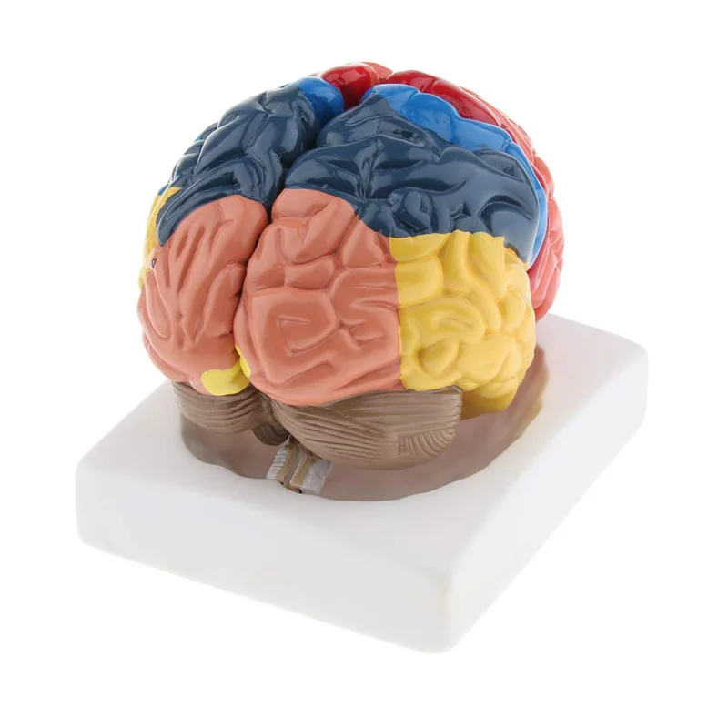 실물 크기 해부학 인간 뇌 모델, 해부학 의료 모델,  - Medical Lab Science 리뷰 및 가격