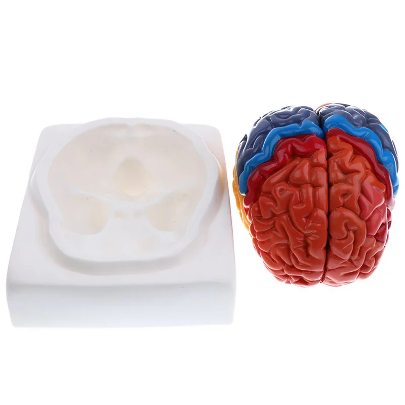 실물 크기 해부학 인간 뇌 모델, 해부학 의료 모델,  - Medical Lab Science 리뷰 및 가격
